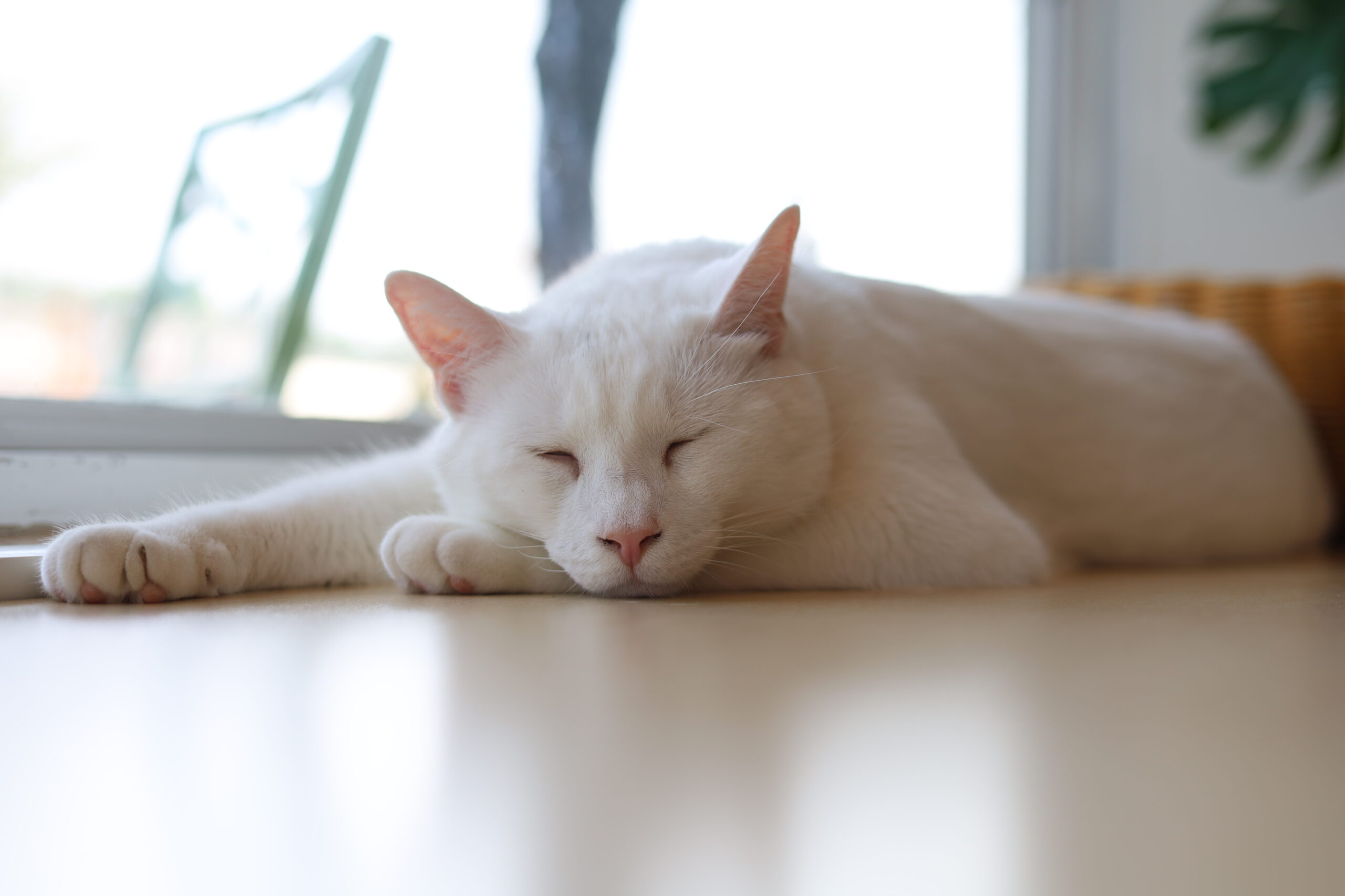 Cat Cafe on white