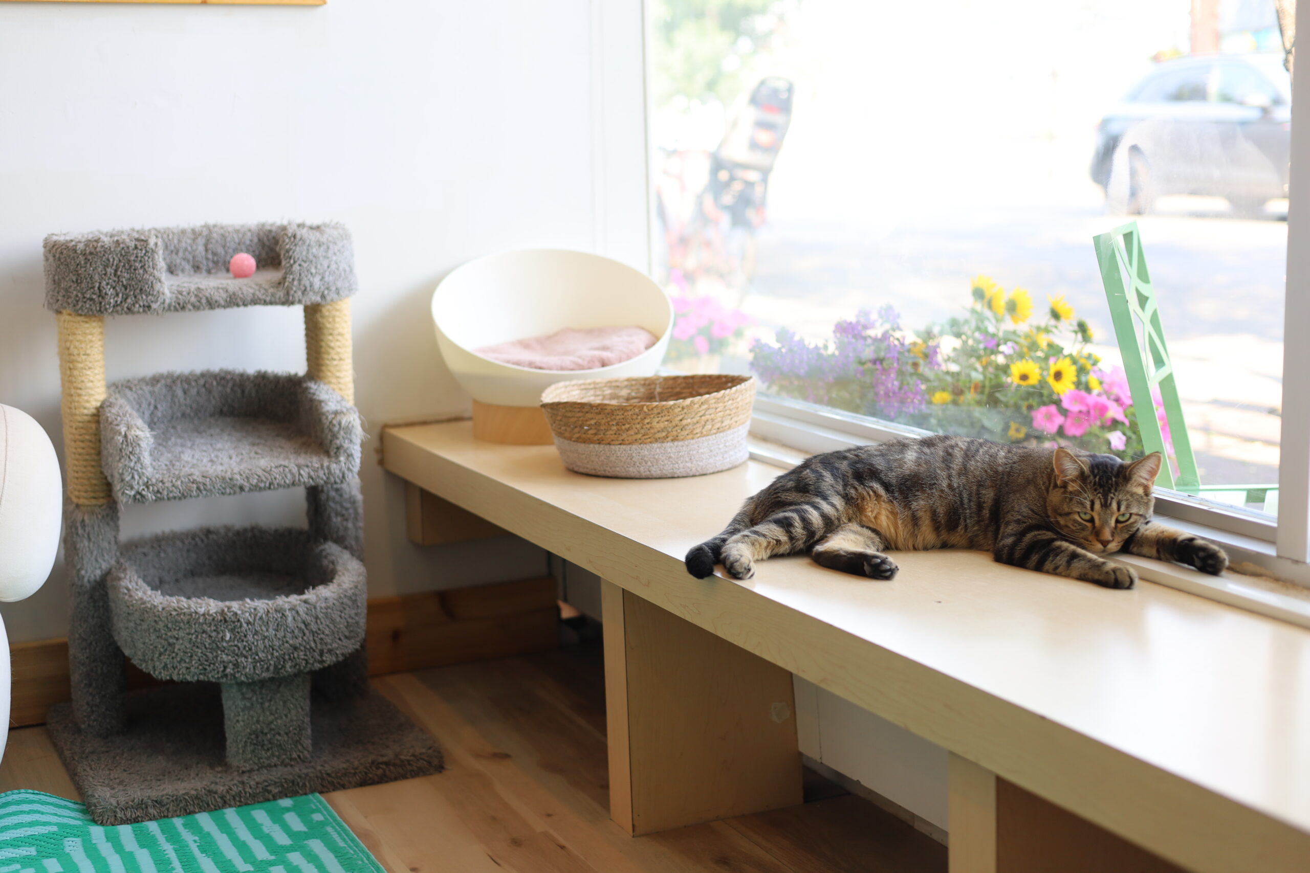 Cat Cafe on white