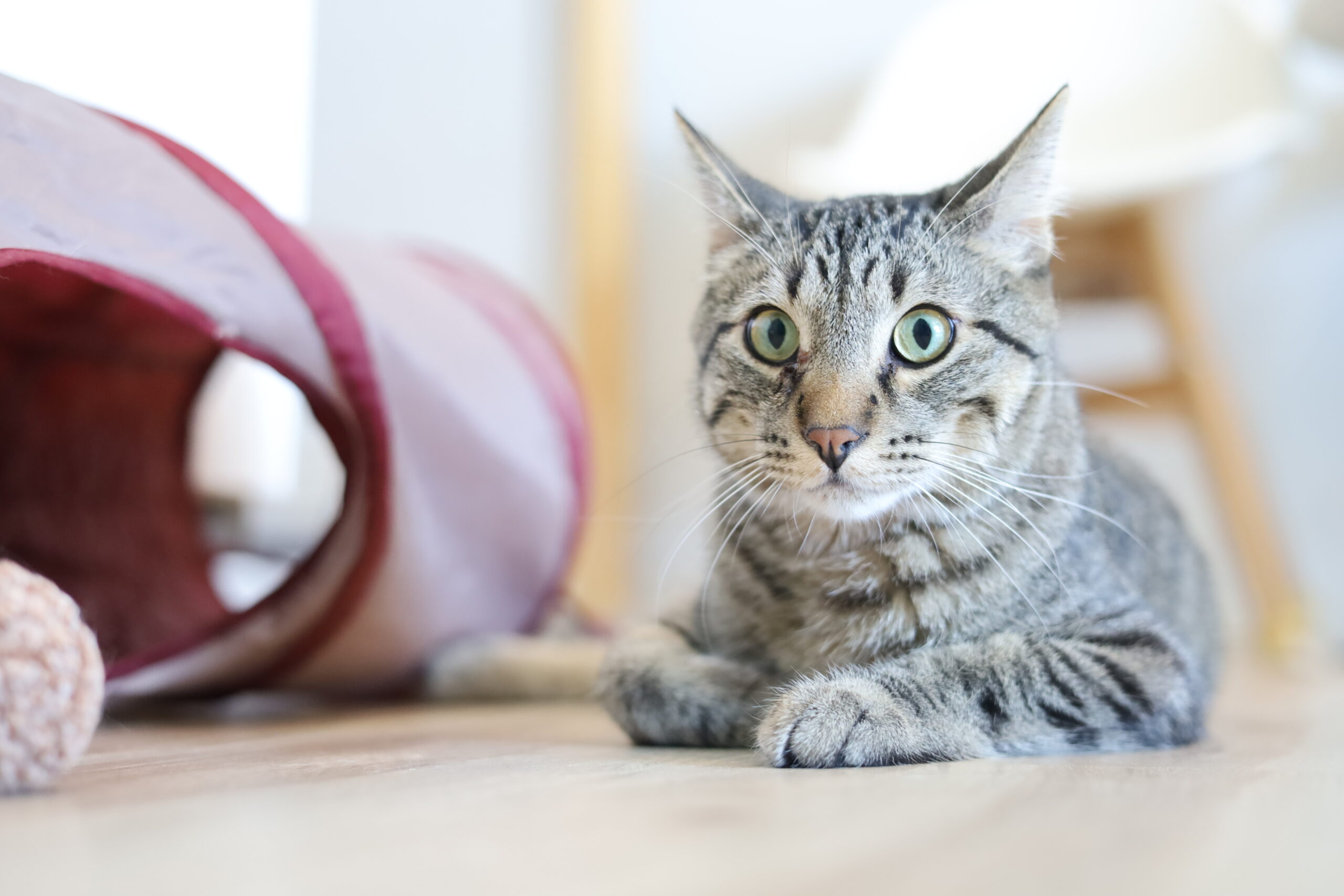 Cat Cafe on white