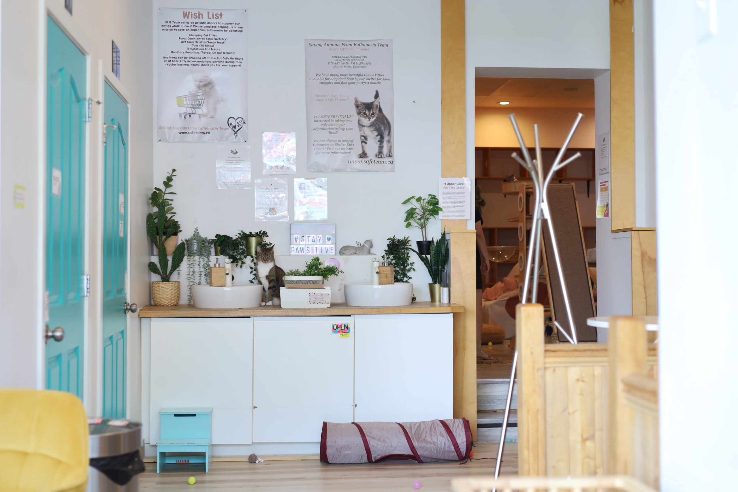 Cat Cafe on white