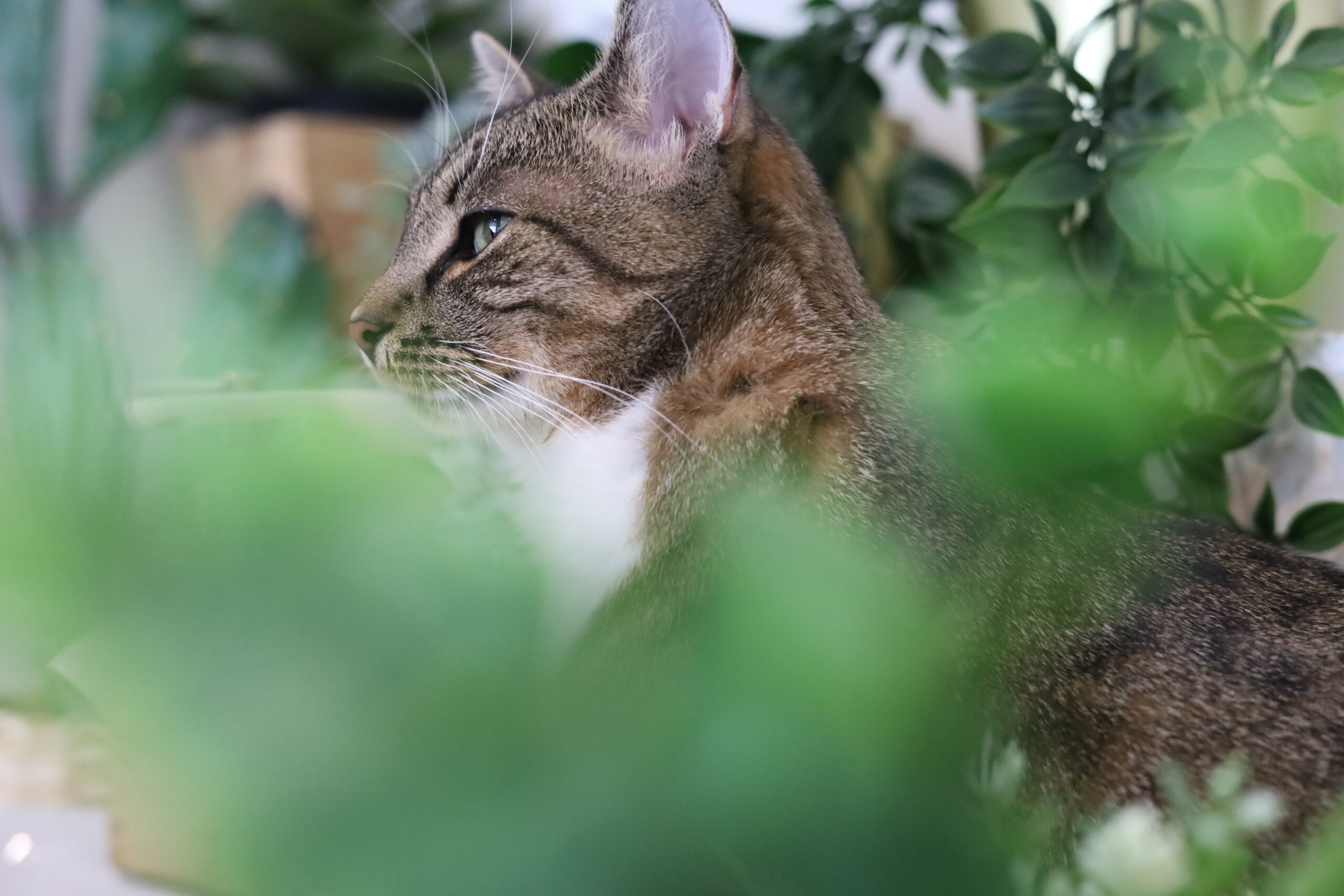 Cat Cafe on white