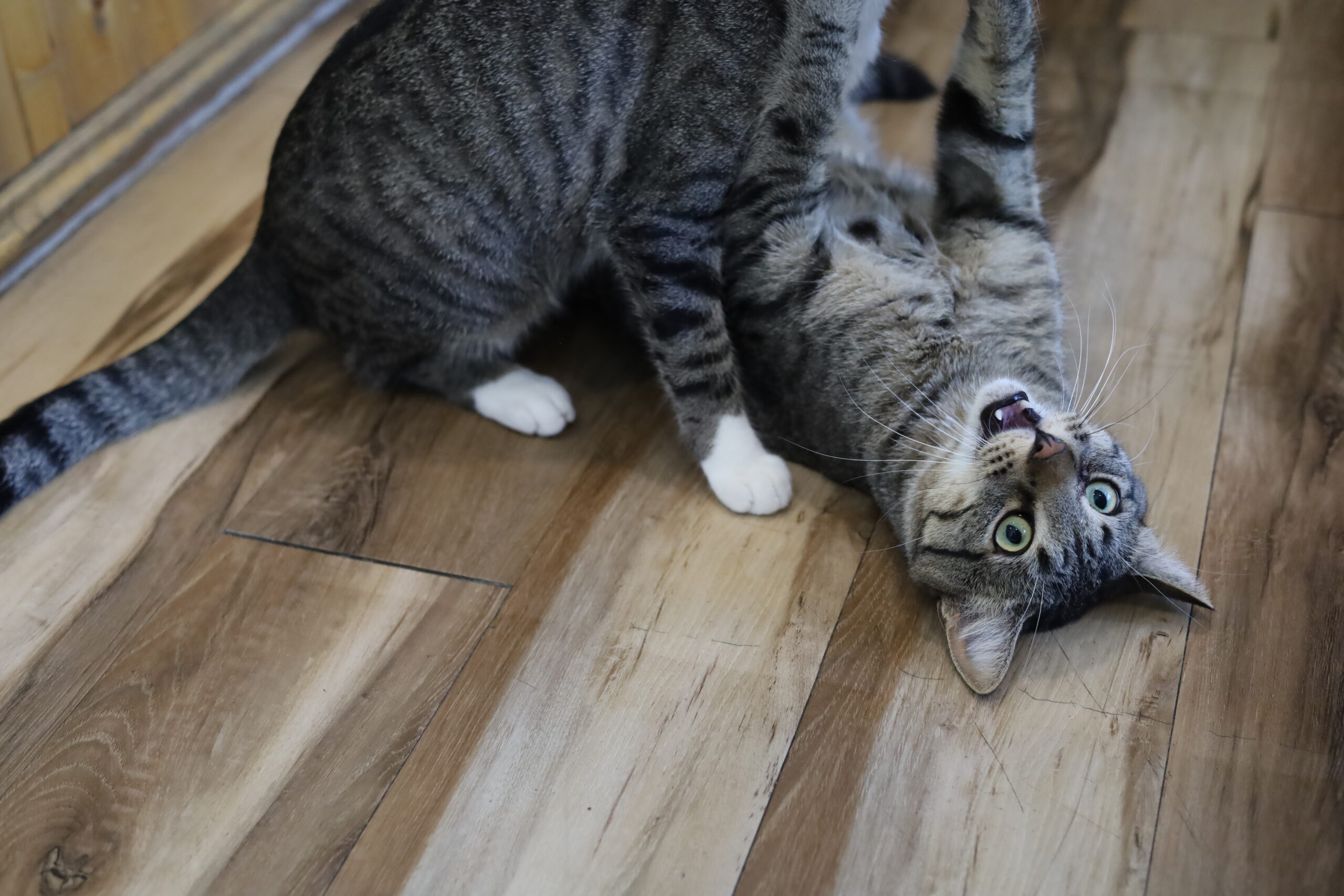 Cat Cafe on white