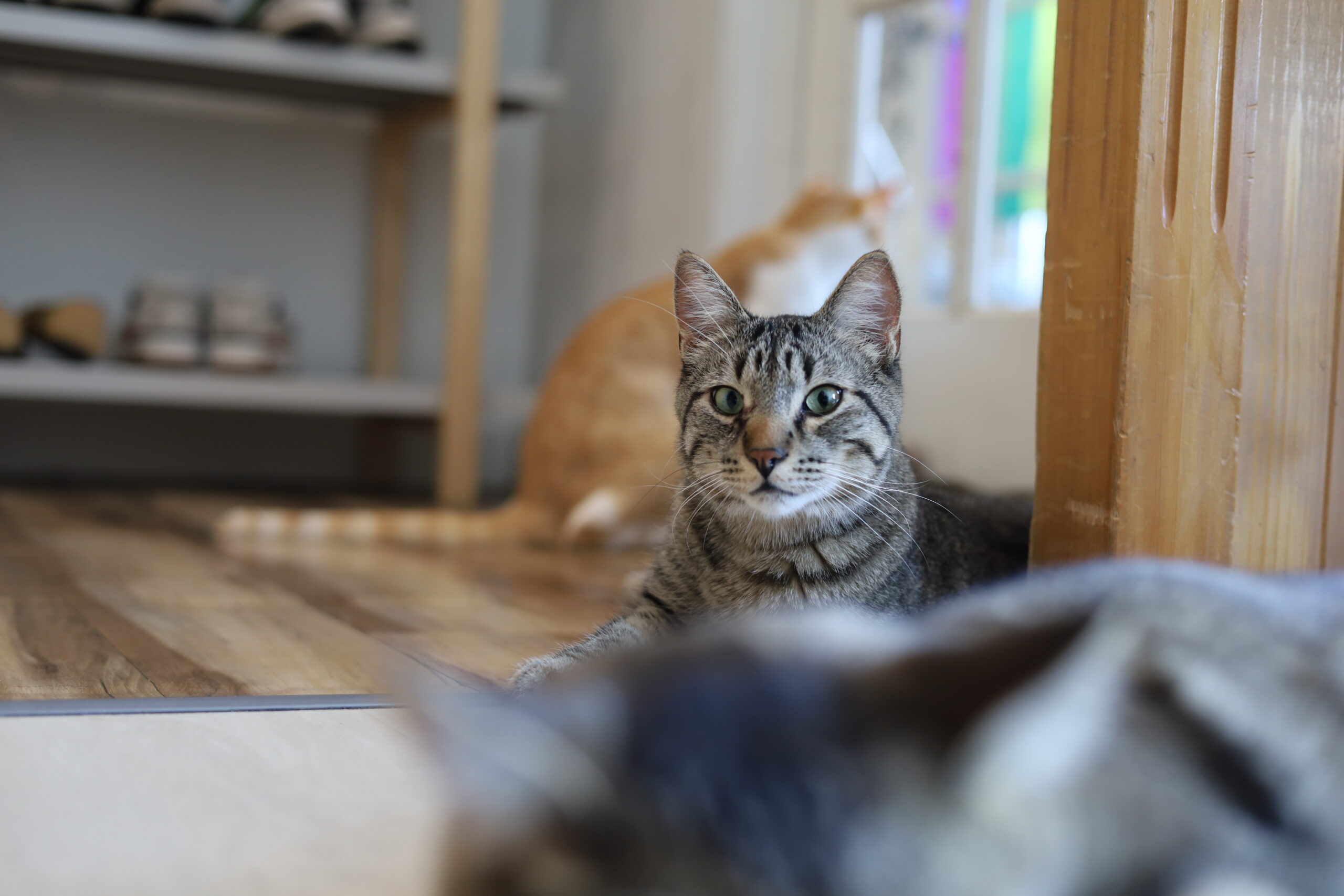 Cat Cafe on white